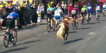 Bisiklet Yarışına Son Anda Dahil Olmayı Aklına Koyan Sevimli Midilli Gallopin