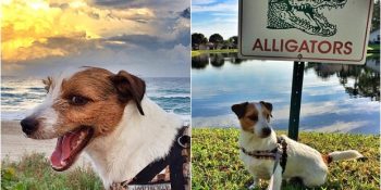 22 Ülke Gezen ve Hala Gezmeye Doymayan Köpeğin Herkesi Kıskandıracak Yolculuğu