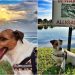 22 Ülke Gezen ve Hala Gezmeye Doymayan Köpeğin Herkesi Kıskandıracak Yolculuğu