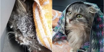 Karlı Yola Saplanmış Halde Bulunan Kedinin Şaşırtıcı Dönüşüm Hikayesi