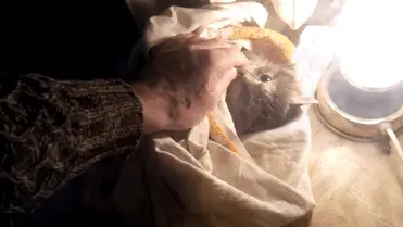 nika_kedi (1)