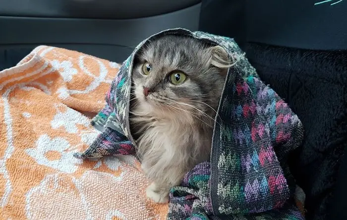 nika_kedi (6)