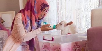 Konya’da Ana Kuzusu Gibi Bakılan Oğlak Pamuk ve Ailesi