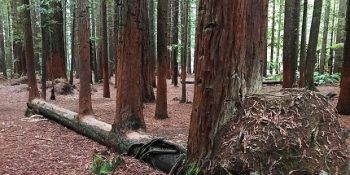 Ölmeyi Reddedip Hayata Sonuna Kadar Tutunan 21 Muazzam Ağaç