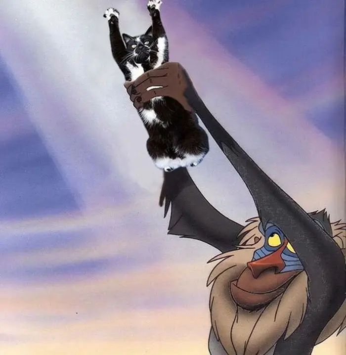 photoshop_kedi_komik (21)