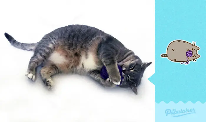 pusheen_kedi (2)