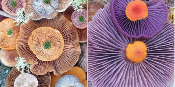 Renkli Mantarların Güzelliğini Kadrajına Alan Fotoğrafçıdan 24 Mükemmel Çalışma