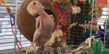 Tüylerini Kaybetse de Ömür Boyu İçini Isıtacak Sevgiye Sahip Çıplak Papağan Rhea