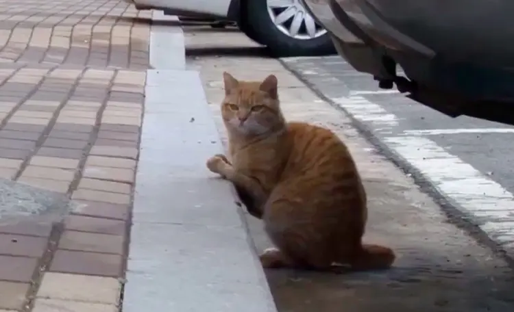 sakat_sarman_kedi (1)