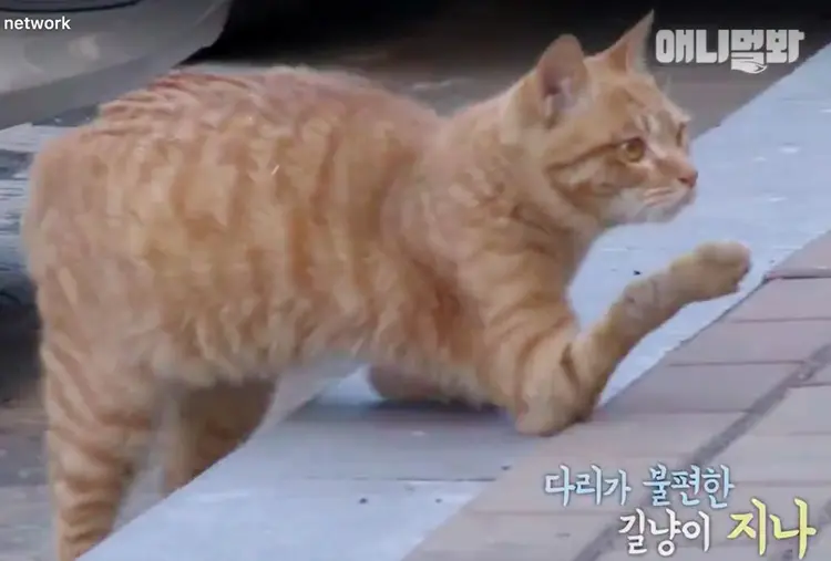 sakat_sarman_kedi (7)
