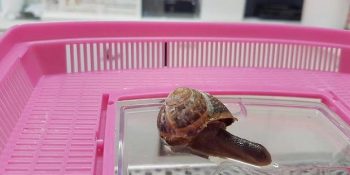 Yanlışlıkla Üstüne Basıp Kabuğunu Kırdığı Salyangozu Tedavi Ettiren Koca Yürekli Kadın