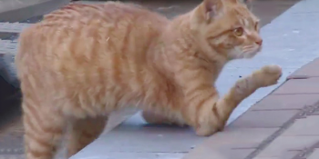 Ön Dirseklerinin Üzerinde Yürümek Zorunda Kalan Kediciğin Yürek Burkan Yardım Çağrısı