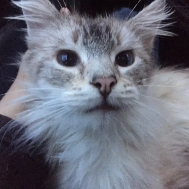 sergio_cat (1)