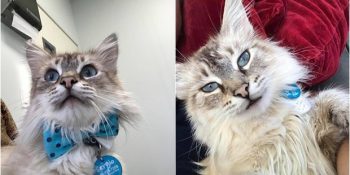 15 Yıllık Kedisini Kaybeden Kadının Aynı Gün Hayatını Değiştiren Pofuduk Melek