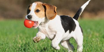 Köpeklerin Sağlığını Tehdit Eden ve En Sık Görülen 12 Cilt Hastalığı