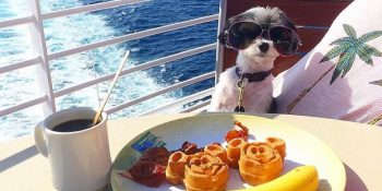 Seyahat Fotoğraflarıyla Hepimizi Kıskandıracak 17 Instagram Ünlüsü Gezgin Köpek