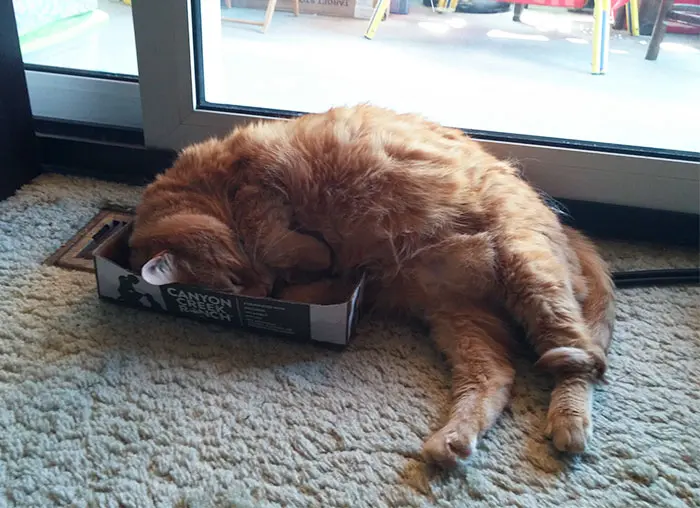 sisko_kedi (16)