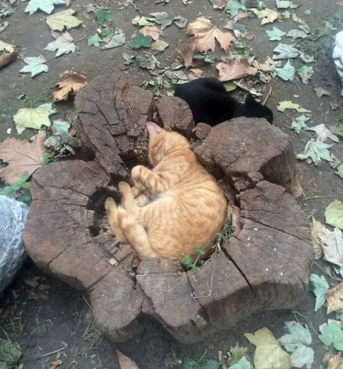 sisko_kedi (2)
