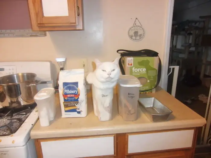 sisko_kedi (28)