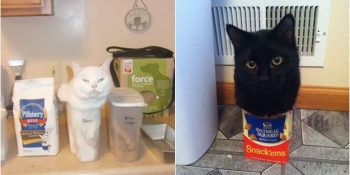 “Sığıyorsam Otururum Arkadaş!” Mottosunu Benimsemiş 39 Şişko Kedinin Sınır Zorlayan Anları