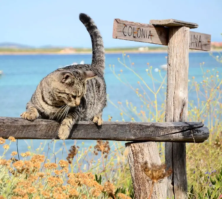 su_pallosu_kedi_adasi (10)