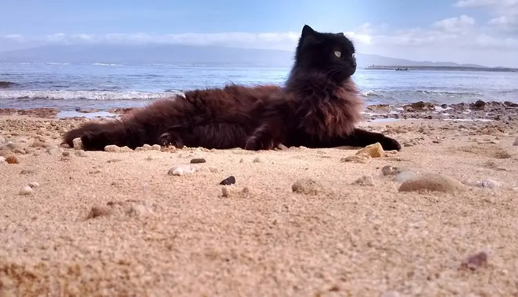 su_pallosu_kedi_adasi (15)