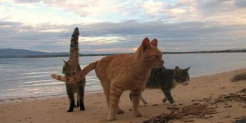 Kedi Severlerin Cennet Adası: Kedi Kolonisiyle Bilinen Sardinya Su Pallosu