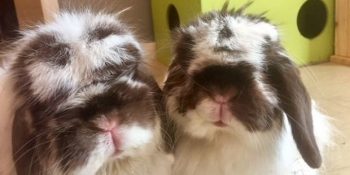 Ellerini ve Bileklerini Kullanamayan Felçli Kadını İyileştiren Mucize Tavşanlar: Woodstock ve Wilfred