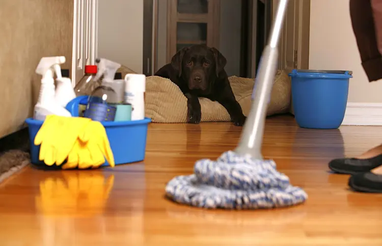 Pet-Friendly