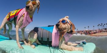 Barınaktaki Kardeşleri İçin Sörf Yaparak Yarışan Köpeklerin Sevimli Anları