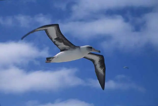 albatross