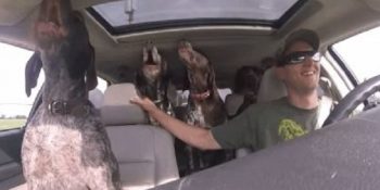 Nereye Gittiklerini Anladıklarında Heyecanlarını Saklayamayan Köpeklerin Muhteşem Tepkisi