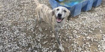 Uyuşturucu Bağımlısı Yapılan Köpeğin Yürek Burkan Kurtarılma Operasyonu ve Tedavisi
