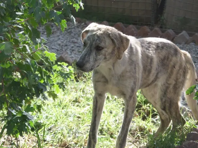 bagimli_kopek_nesha (1)