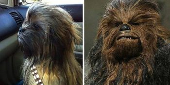 Ünlü Film Karakterlerine Benzerlikleriyle Rollerini Elinden Alacak 12 Sevimli Hayvan