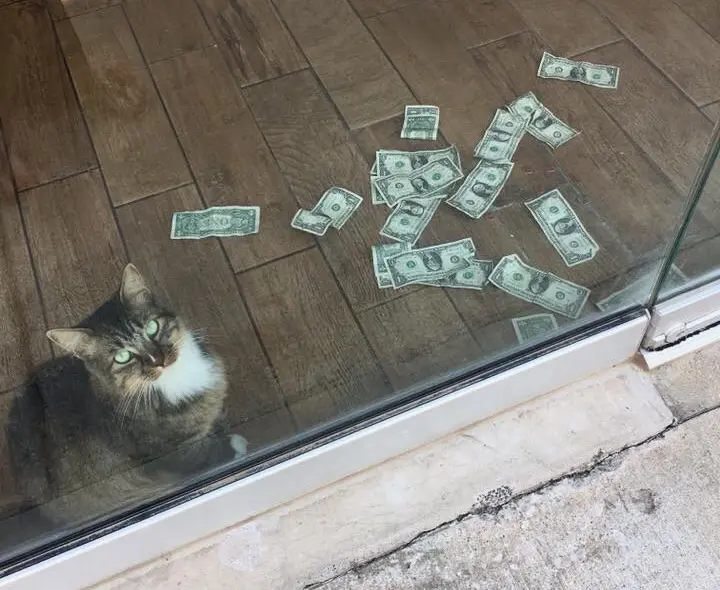 cashnip (3)