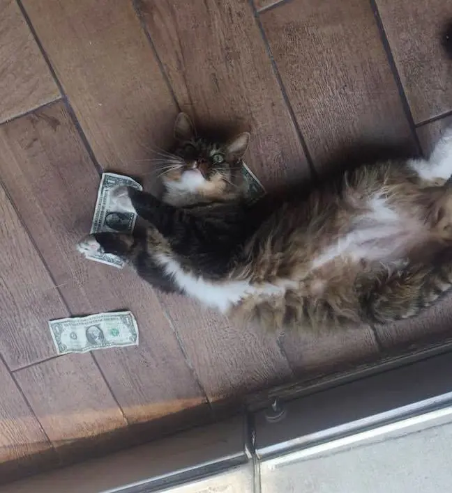 cashnip (4)