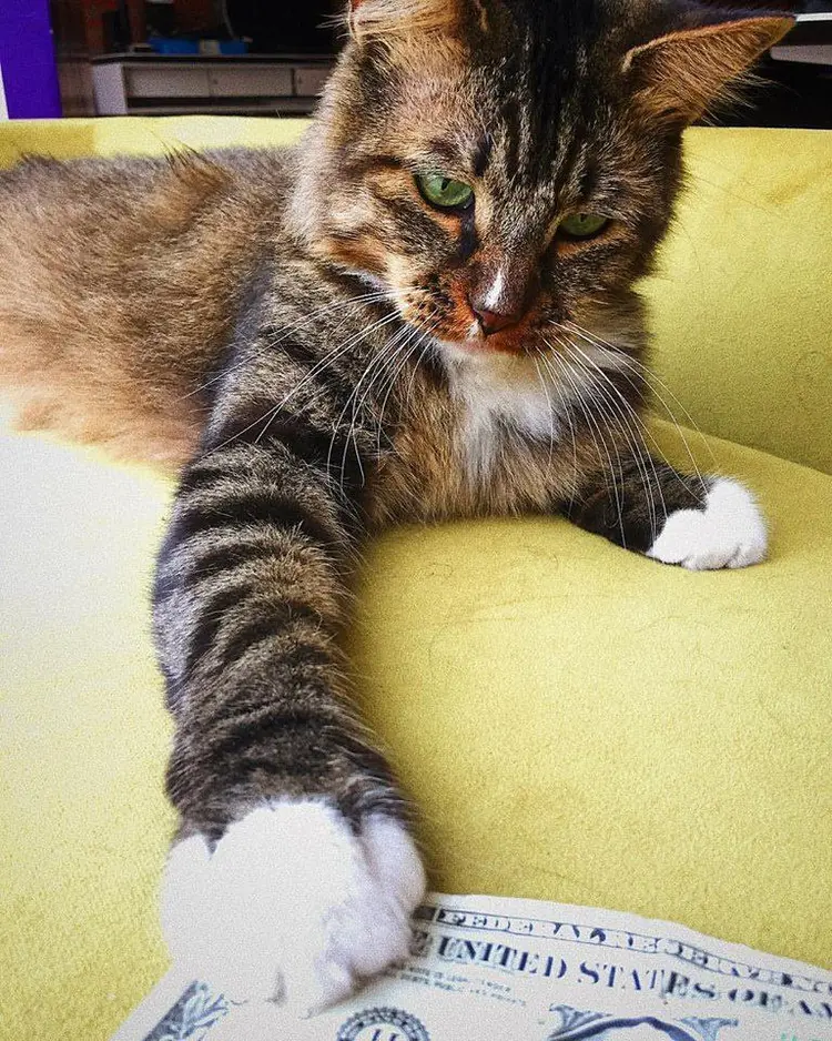 cashnip (8)