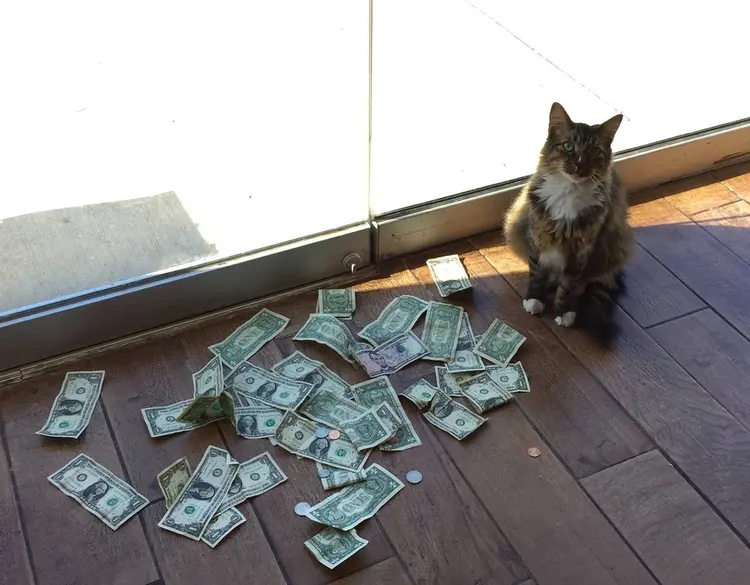 cashnip (9)