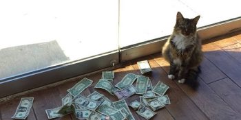 Sahibini Her Gün Ofis Kapısının Önünde Dolarlarla Karşılayan Kedinin Sevimli Sırrı