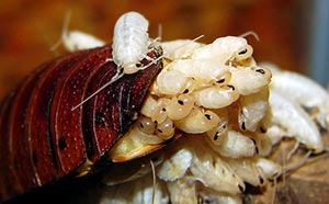 cockroaches_hatching