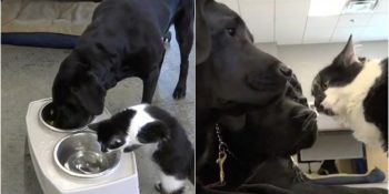 Rehber Köpek Eğitim Ofisinde İşe Girip Kendini Köpeklerin Lideri Sanan Kedicik