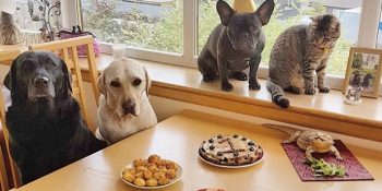 İlk Yaşını En Sevdiği Arkadaşlarıyla Kutlayan Köpeğin İç Eriten Doğum Günü Partisi