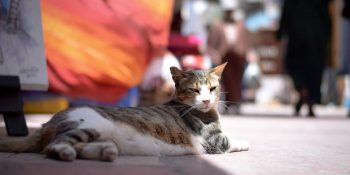 Fas Sokaklarının Gizli Hükümdarı Kedilerinden Tıpkı Bizden Hissettirecek 16 Kare