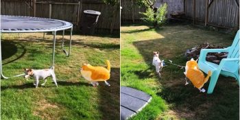 Aileye Yeni Katılan Bebeği Kıskanıp Balonunu Çalarak En Yakın Dostu Yapan Köpek Ginger