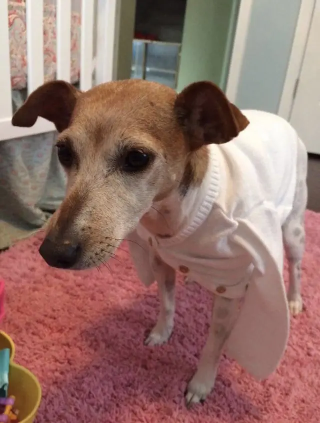 ginger_dog_baloon (1)