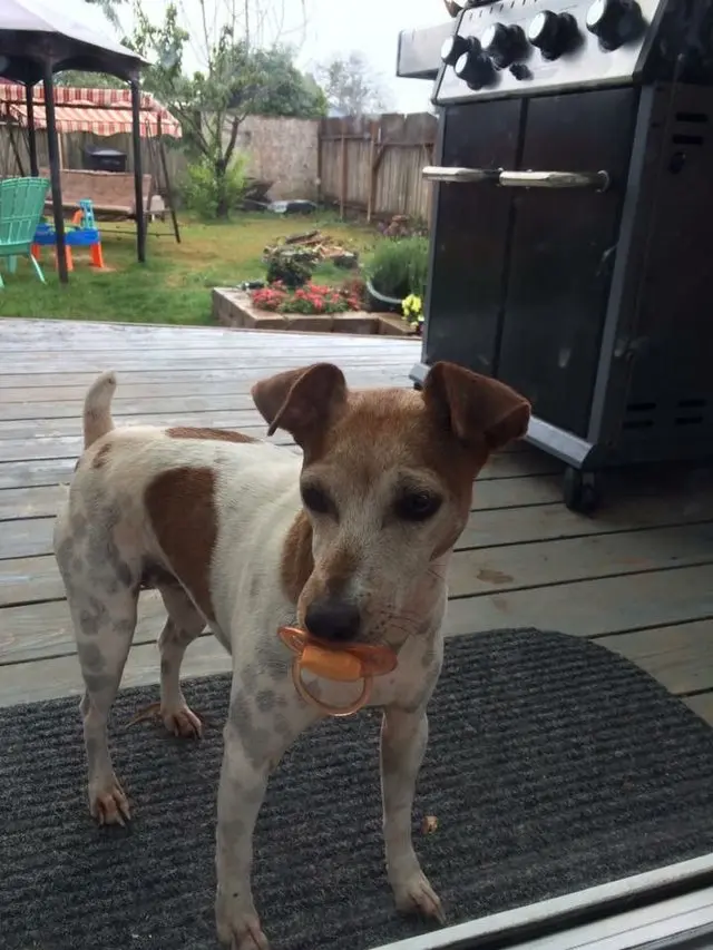 ginger_dog_baloon (2)