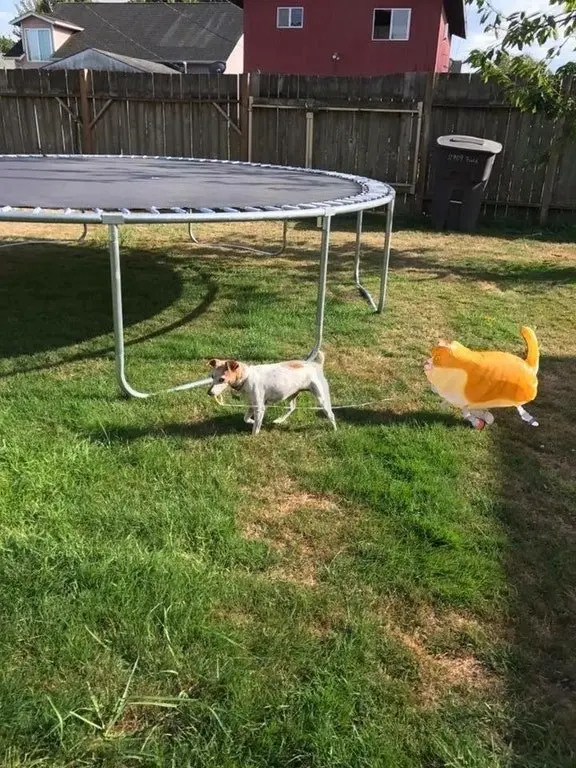 ginger_dog_baloon (3)