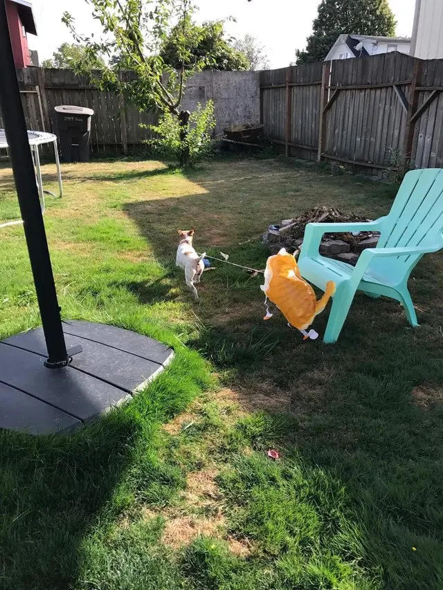 ginger_dog_baloon (4)