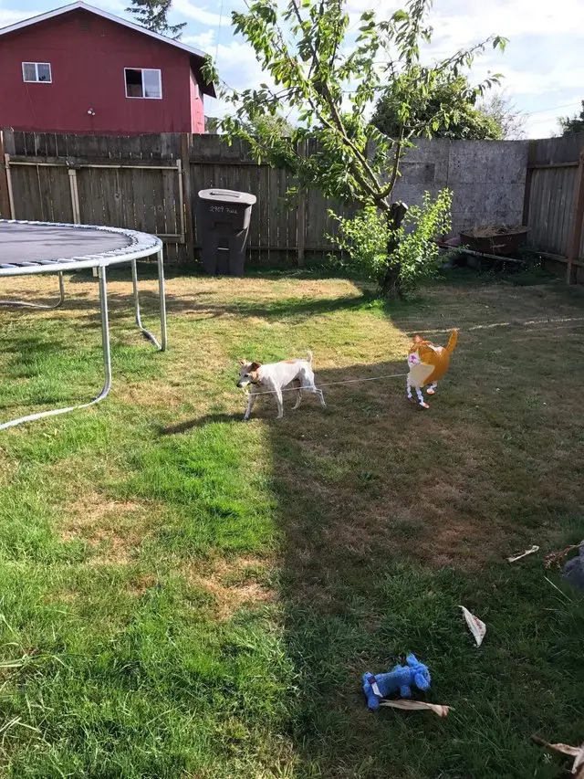 ginger_dog_baloon (5)